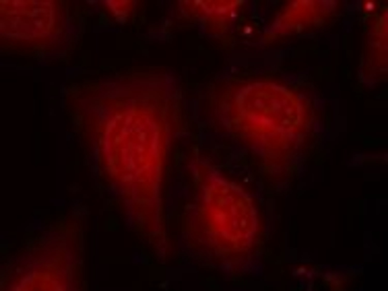 Immunofluorescence staining of methanol-fixed HeLa cells using HDAC8 (Phospho-Ser39) .