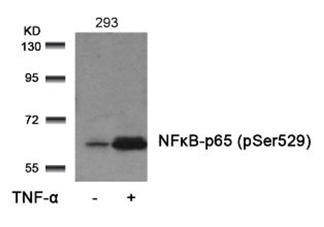 Western blot analysis of lysed extracts from 293 cells untreated or treated with TNF-&#945; using NF&#954;B-p65 (Phospho-Ser529) .