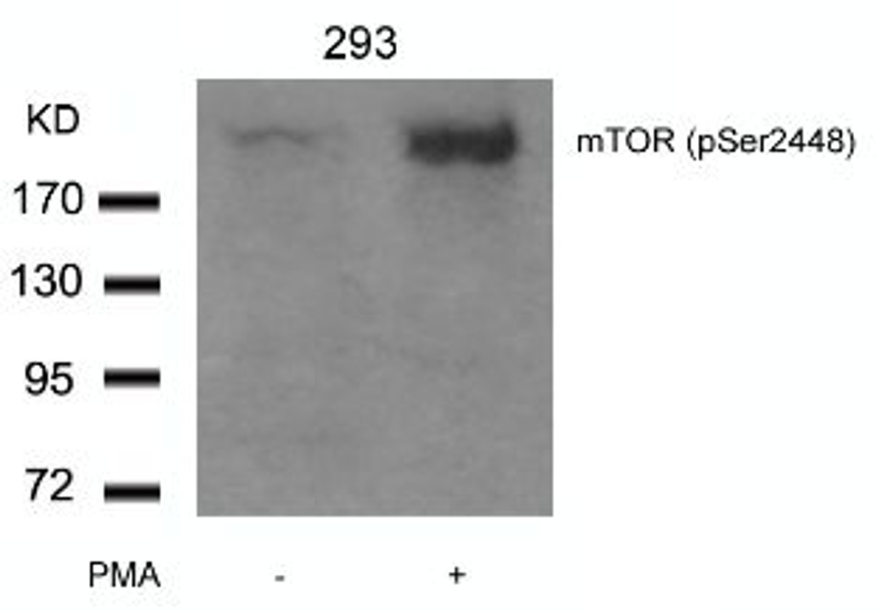 Western blot analysis of lysed extracts from 293 cells untreated or treated with PMA using mTOR (Phospho-Ser2448) .