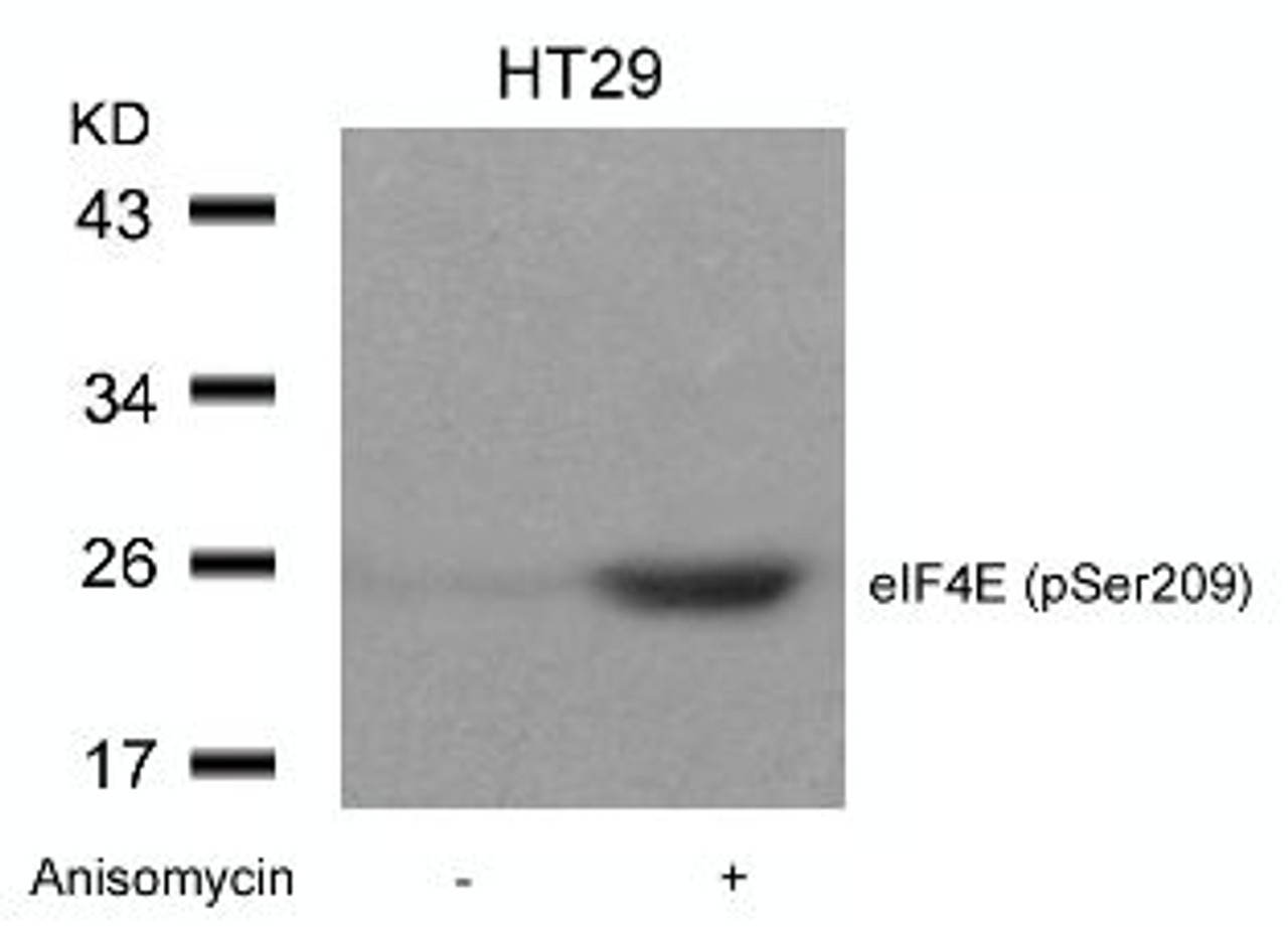 Western blot analysis of lysed extracts from HT29 cells untreated or treated with Anisomycin using eIF4E (Phospho-Ser209) .