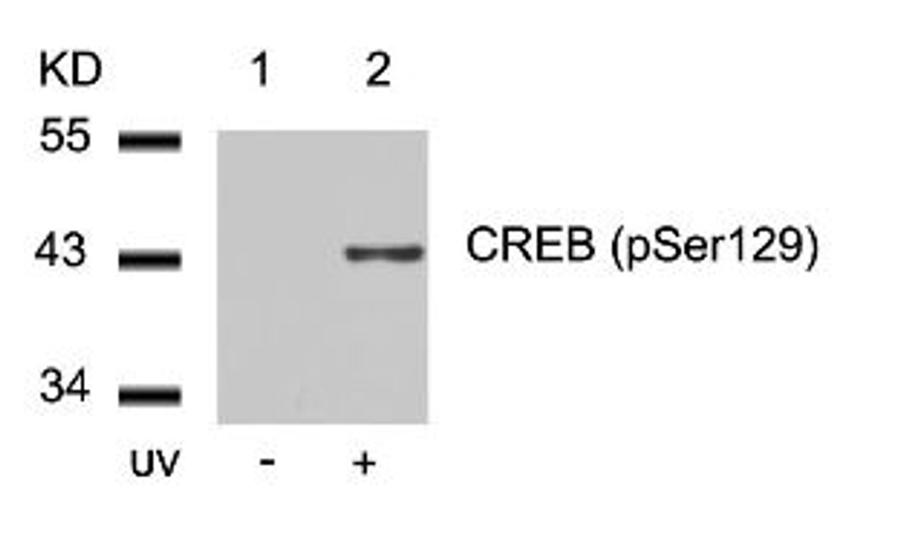 Western blot analysis of lysed extracts from 293 cells untreated (Lane 1) or treated with UV (lane 2) using CREB (Phospho-Ser129) .