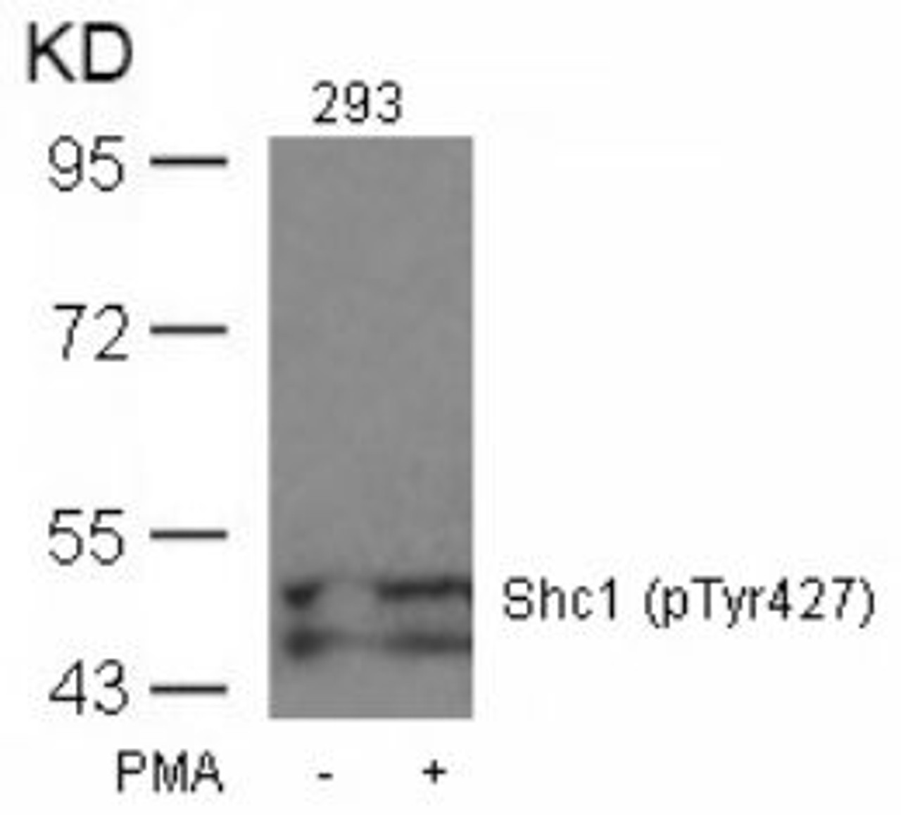 Western blot analysis of lysed extracts from 293 cells untreated or treated with PMA using Shc1 (Phospho-Tyr427) .