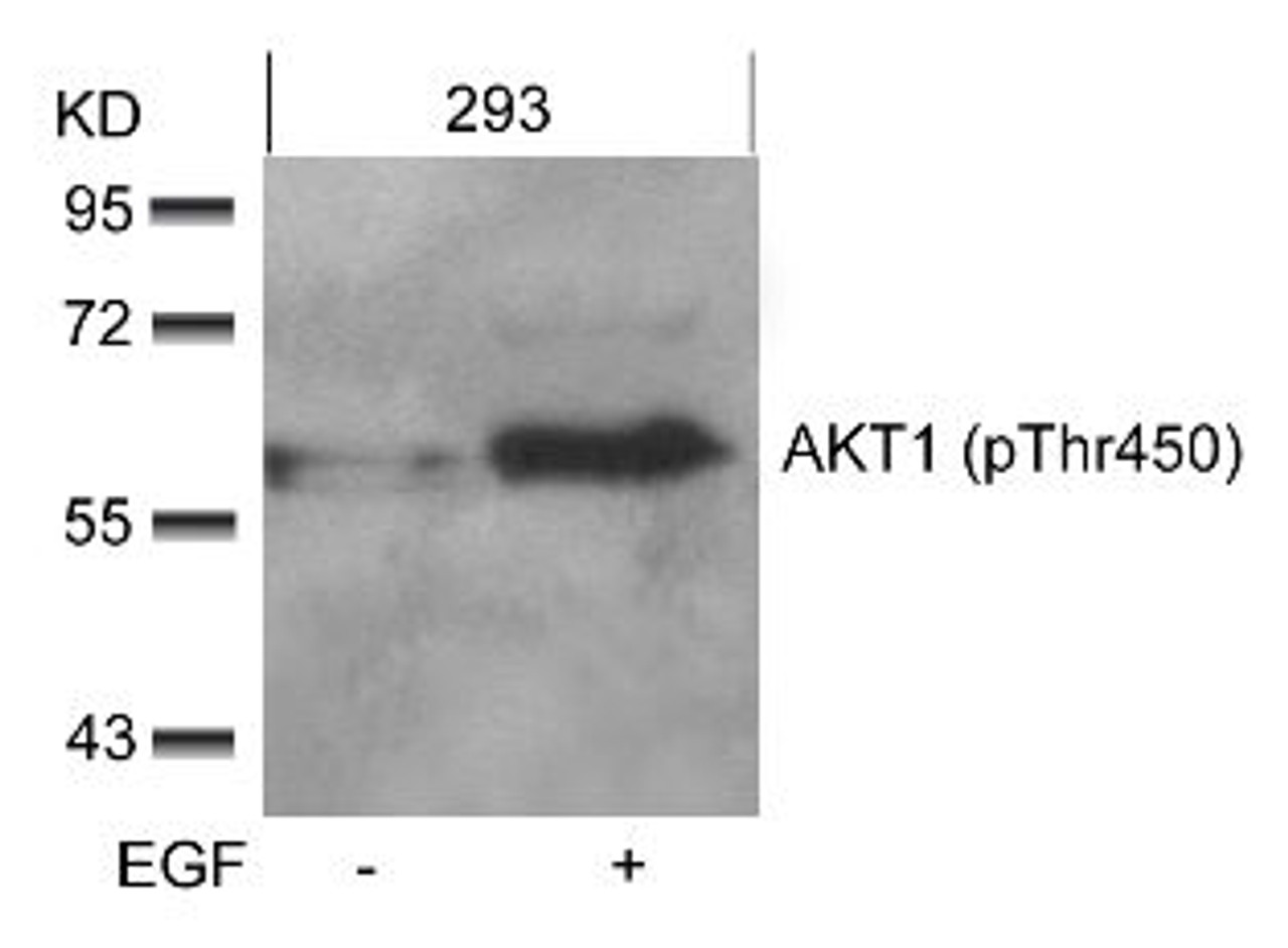 Western blot analysis of lysed extracts from 293 cells untreated or treated with EGF using AKT1 (phospho-Thr450) .