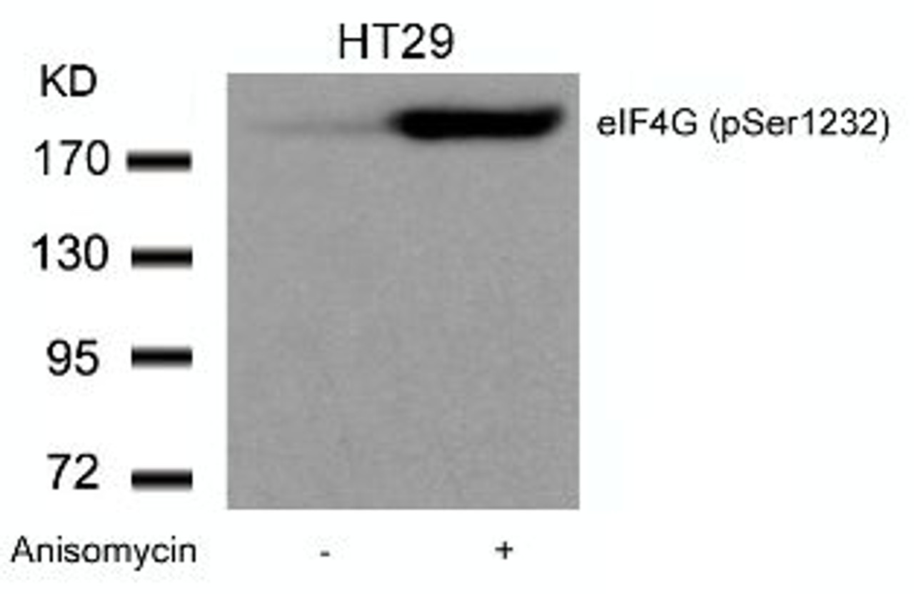 Western blot analysis of lysed extracts from HT29 cells untreated or treated with Anisomycin using eIF4G (phospho-Ser1232) .