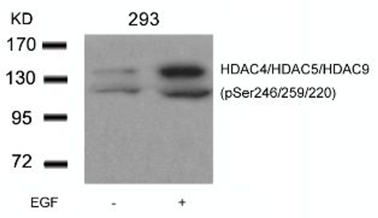 Western blot analysis of lysed extracts from 293 cells untreated or treated with EGF using HDAC4/HDAC5/HDAC9 (phospho-Ser246/259/220) .