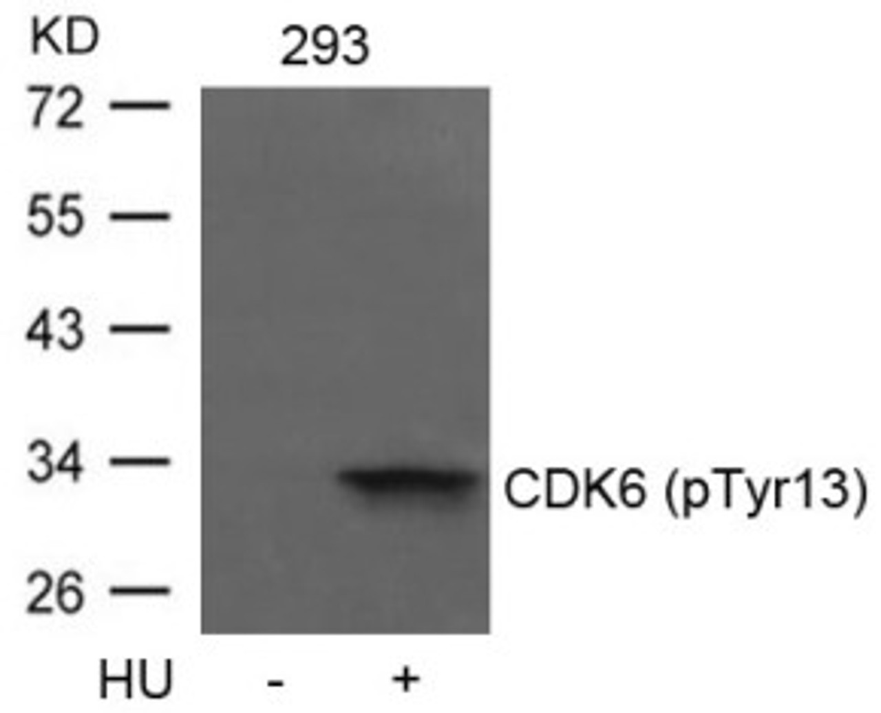 Western blot analysis of lysed extracts from 293 cells untreated or treated with HU using CDK6 (phospho-Tyr13) .
