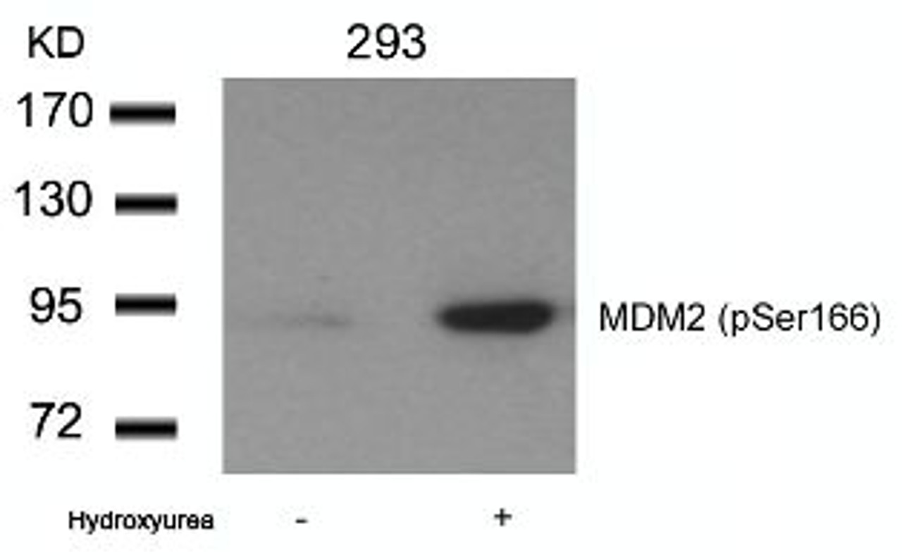 Western blot analysis of lysed extracts from 293 cells untreated or treated with Hydroxyurea using MDM2 (phospho-Ser166) .