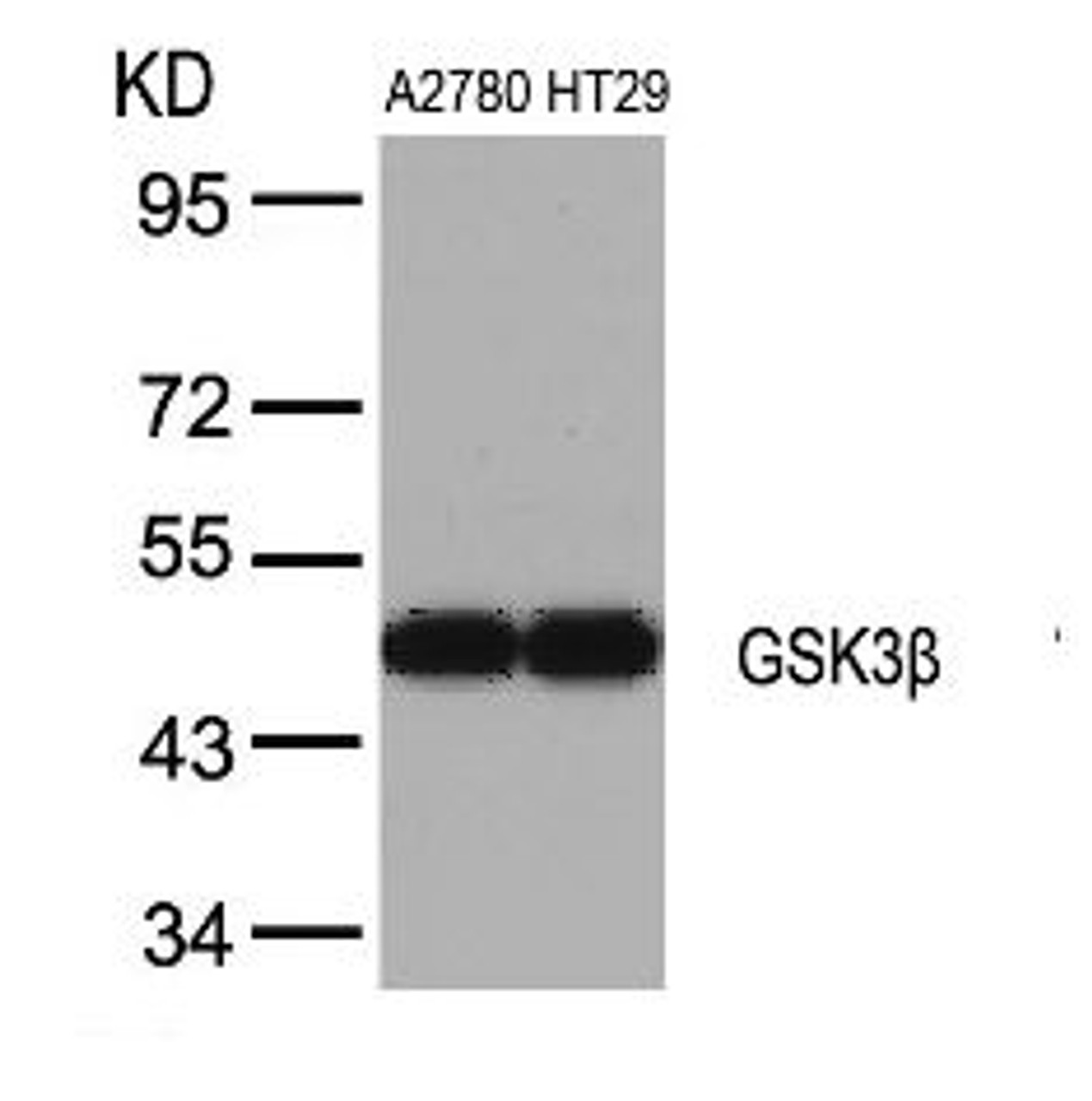 Western blot analysis of lysed extracts from A2780 and HT29 cells using GSK3&#946; (Ab-9) .