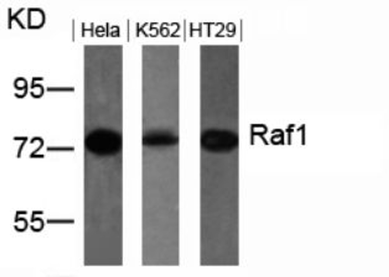 Western blot analysis of lysed extracts from HeLa, K562 and HT29 cells using Raf1 (Ab-259) .
