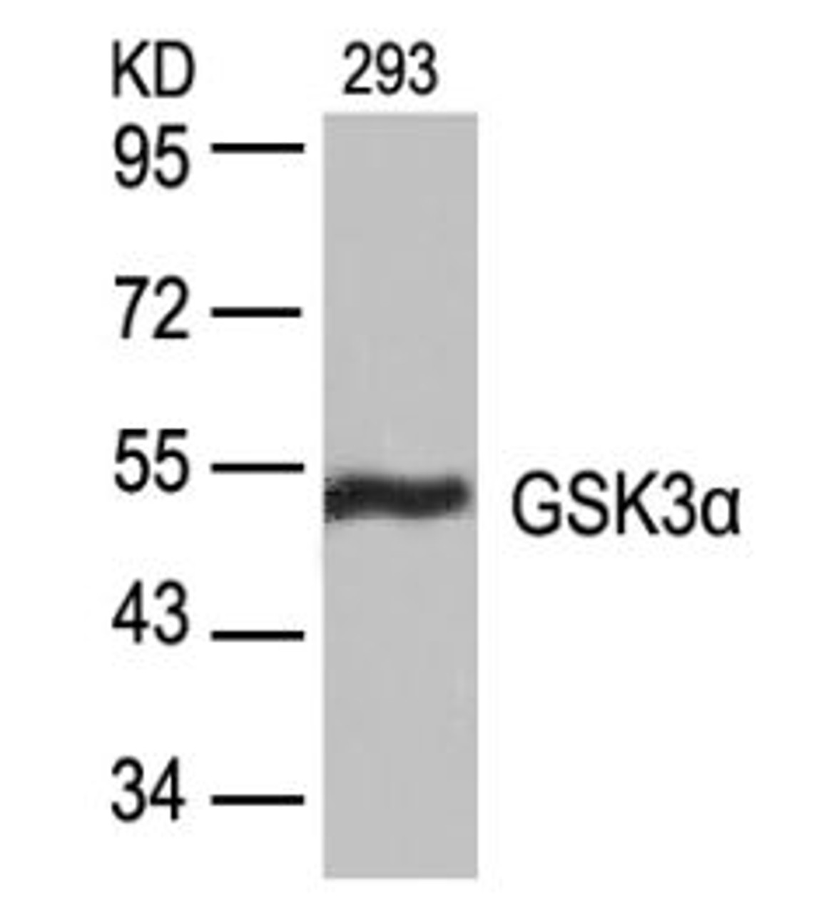 Western blot analysis of lysed extracts from 293 cells using GSK3&#945; (Ab-21) .