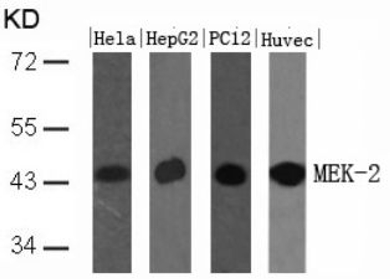 Western blot analysis of lysed extracts from HeLa, HepG2, PC12 and HUVEC cells using MEK-2 (Ab-394) .