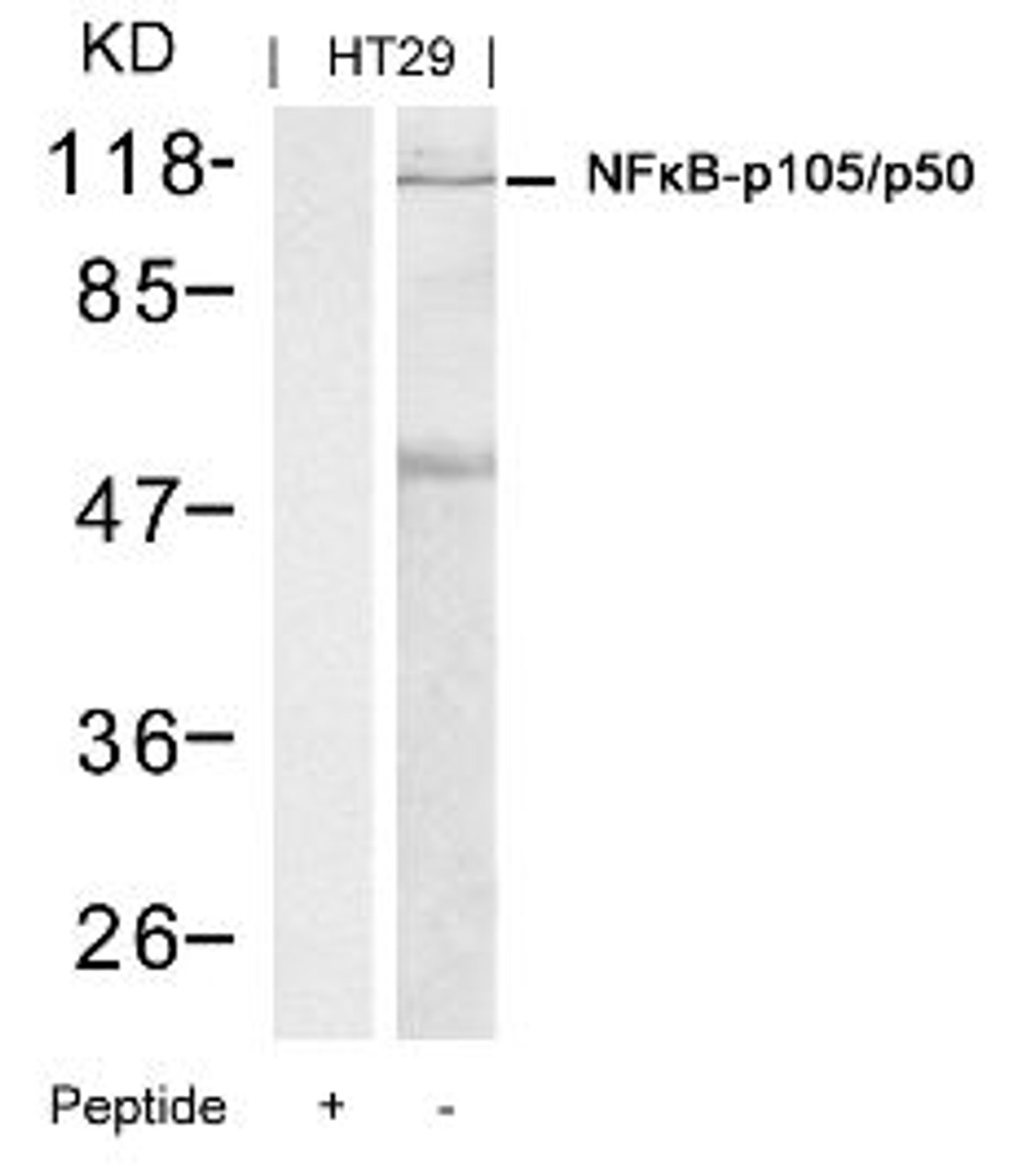 Western blot analysis of lysed extracts from HT29 cells using NF&#954;B-p105/p50 (Ab-337) .