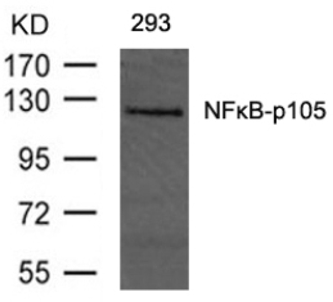Western blot analysis of lysed extracts from 293 cells using NF&#954;B-p105/p50 (Ab-893) .