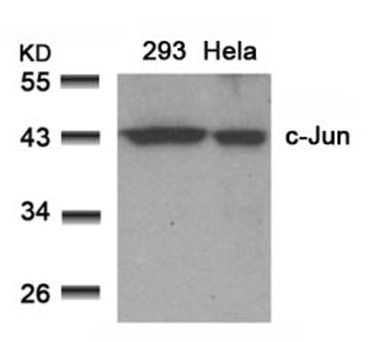 Western blot analysis of lysed extracts from 293 and HeLa cells using c-Jun (Ab-91) .
