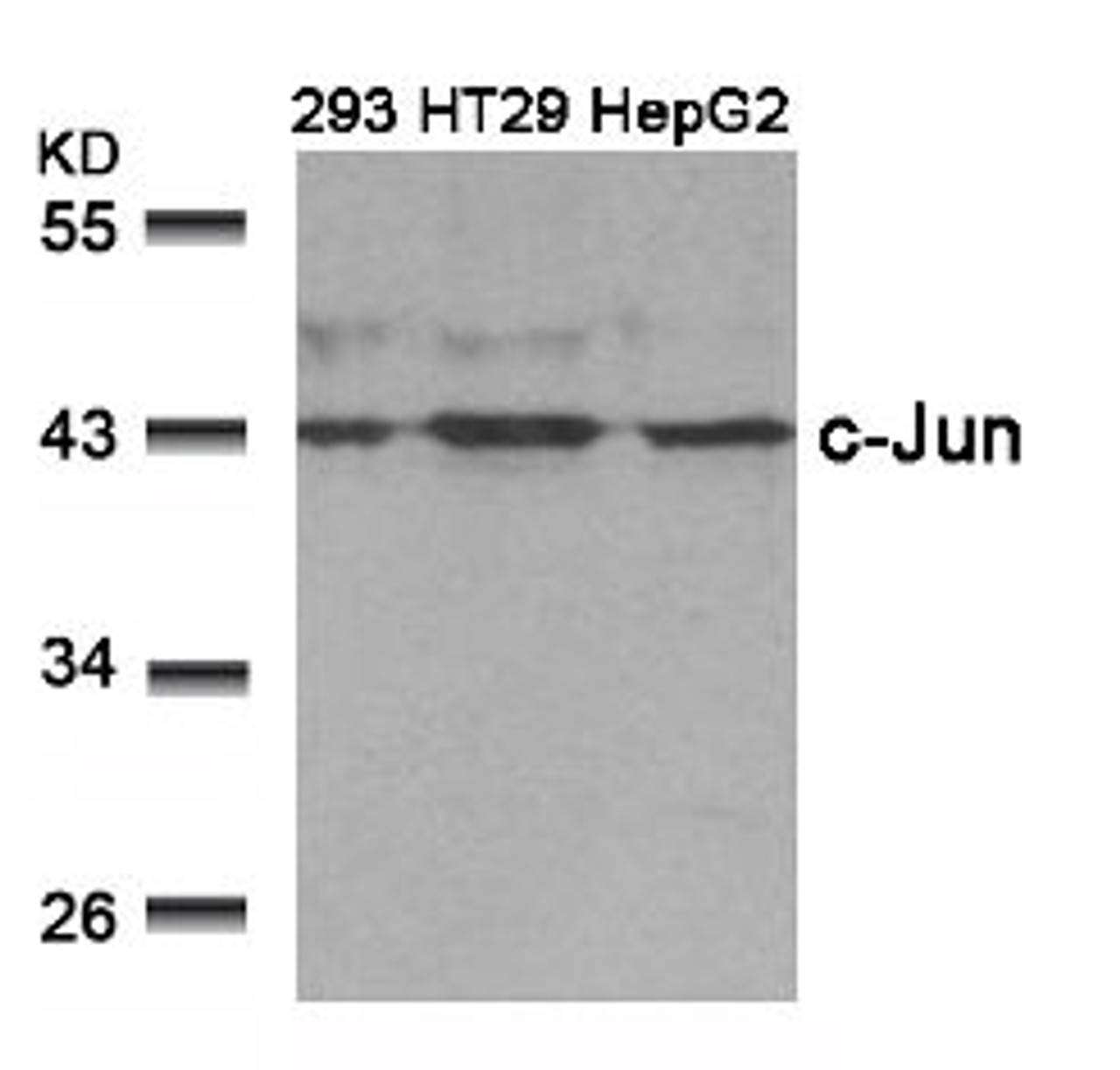 Western blot analysis of lysed extracts from 293, HT29 and HepG2 cells using c-Jun (Ab-239) .
