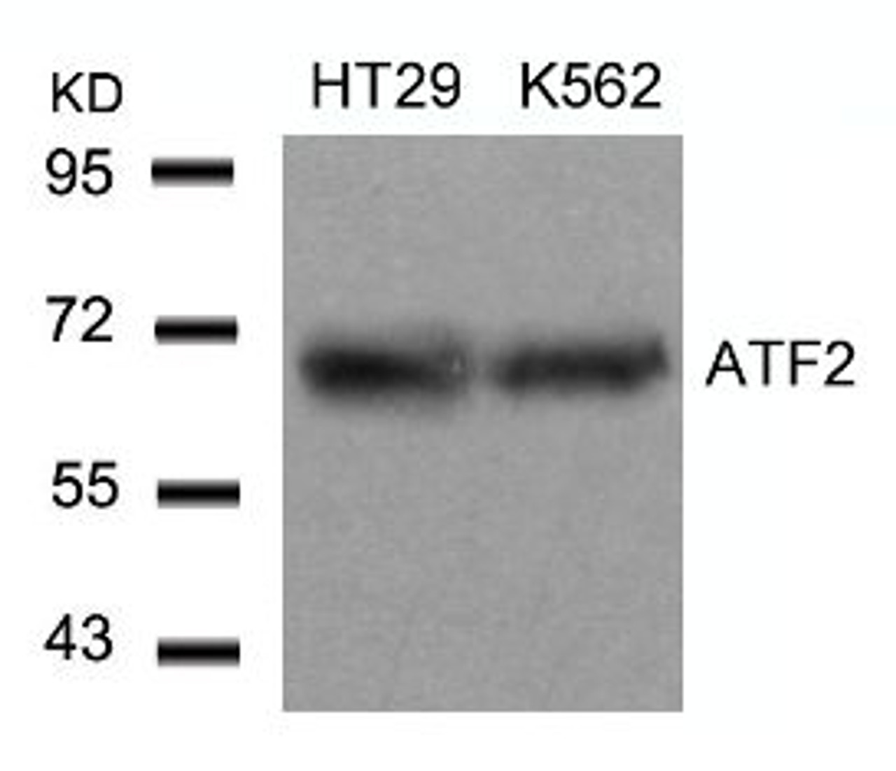 Western blot analysis of lysed extracts from HT29 and K562 cells using ATF2 (Ab-71 or 53) .
