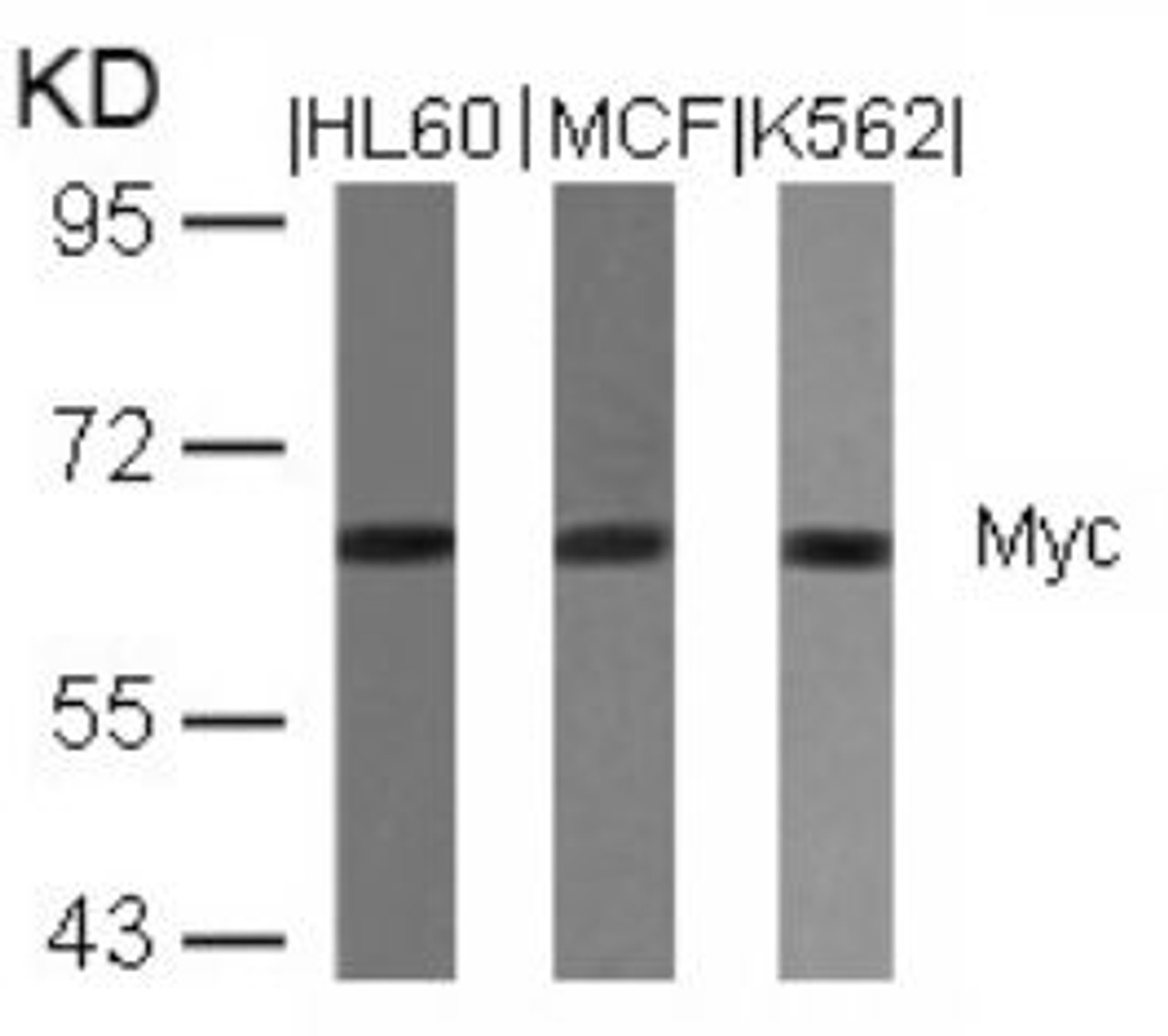 Western blot analysis of lysed extracts from HL60, MCF and K562 cells using Myc (Ab-358) .
