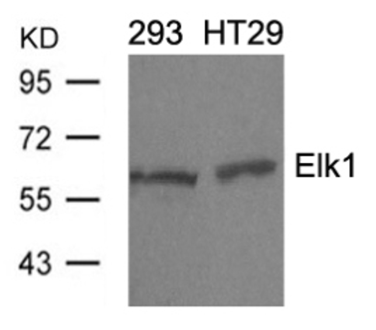 Western blot analysis of lysed extracts from 293 and HT29 cells using Elk1 (Ab-389) .