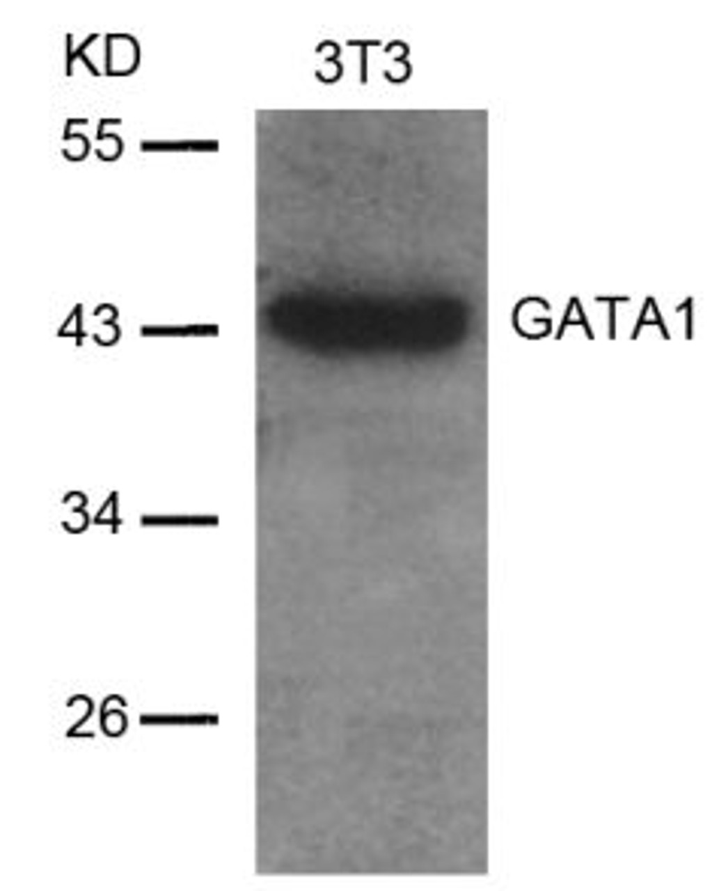 Western blot analysis of lysed extracts from 3T3 cells using GATA1 (Ab-142) .