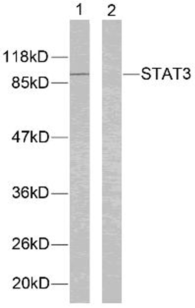 Western blot analysis of lysed extracts from HeLa cells using STAT3 (Ab-705) .