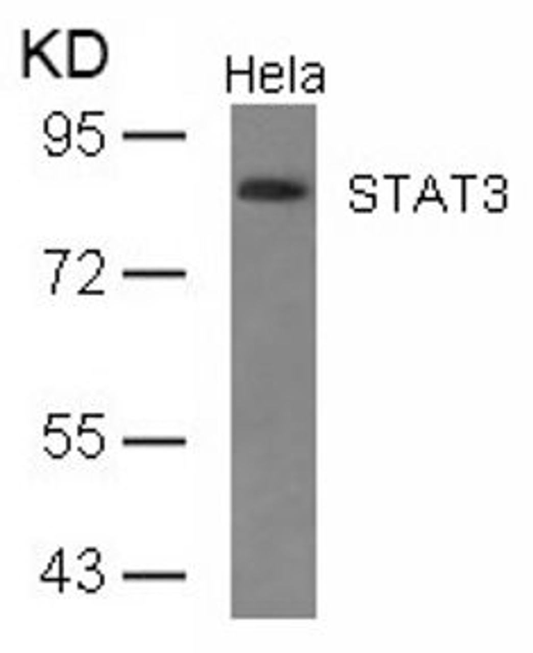 Western blot analysis of lysed extracts from HeLa cells using STAT3 (Ab-727) .