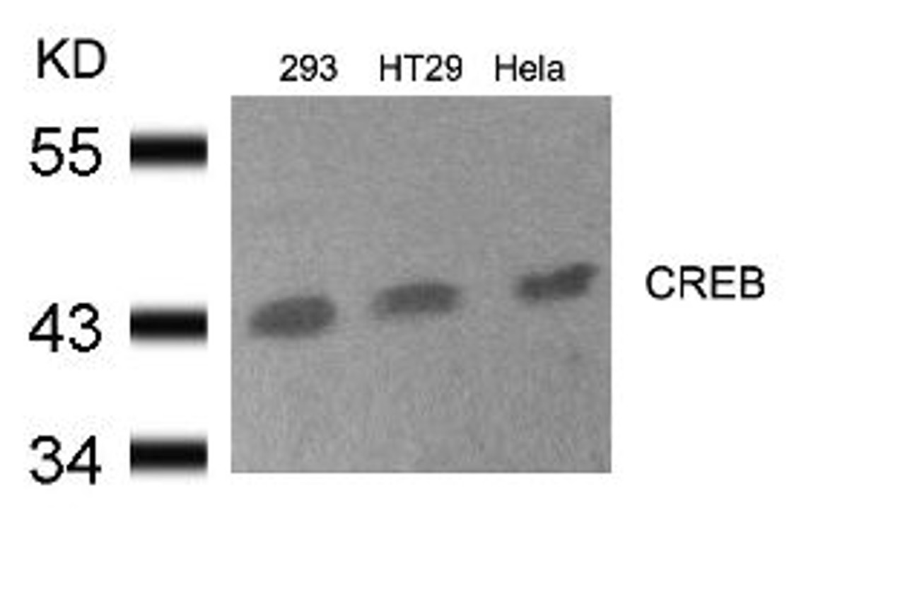 Western blot analysis of lysed extracts from 293, HT29 and HeLa cells using CREB (Ab-133) .