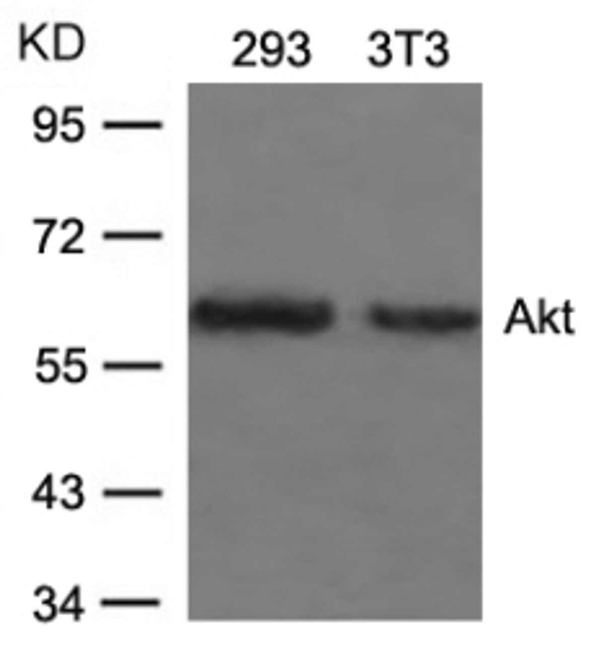 Western blot analysis of lysed extracts from 293 and 3T3 cells using Akt (Ab-473) .