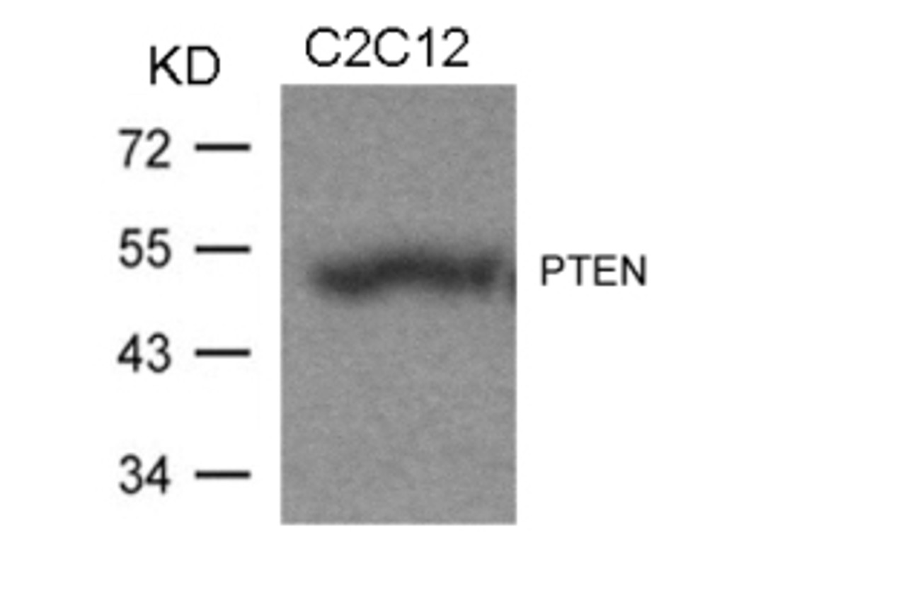 Western blot analysis of lysed extracts from C2C12 cells using PTEN (Ab-370) .