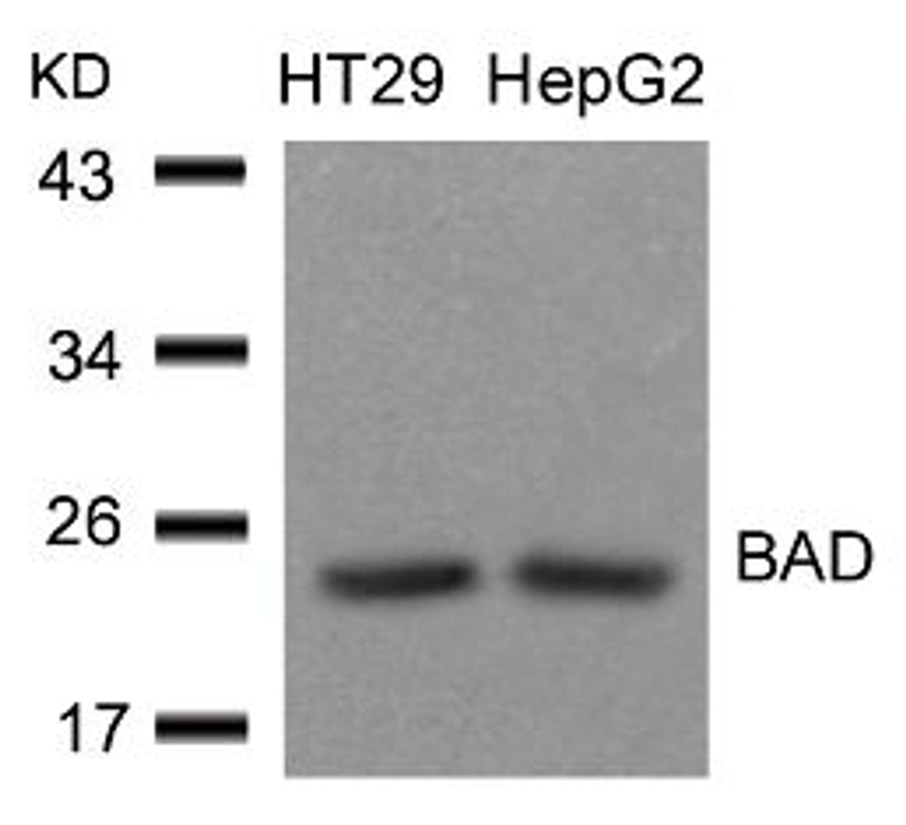 Western blot analysis of lysed extracts from HT29 and HepG2 cells using BAD (Ab-136) .