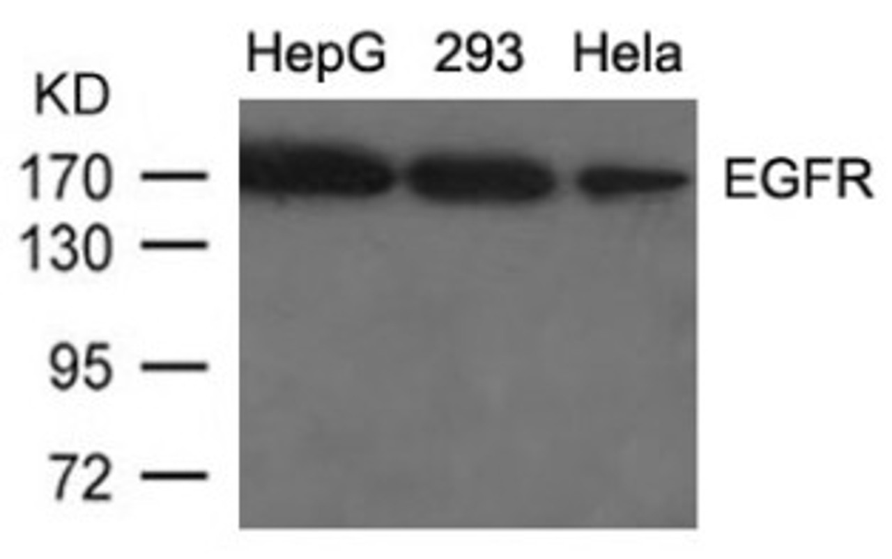 Western blot analysis of lysed extracts from HepG2, 293 and HeLa cells using EGFR (Ab-1092) .