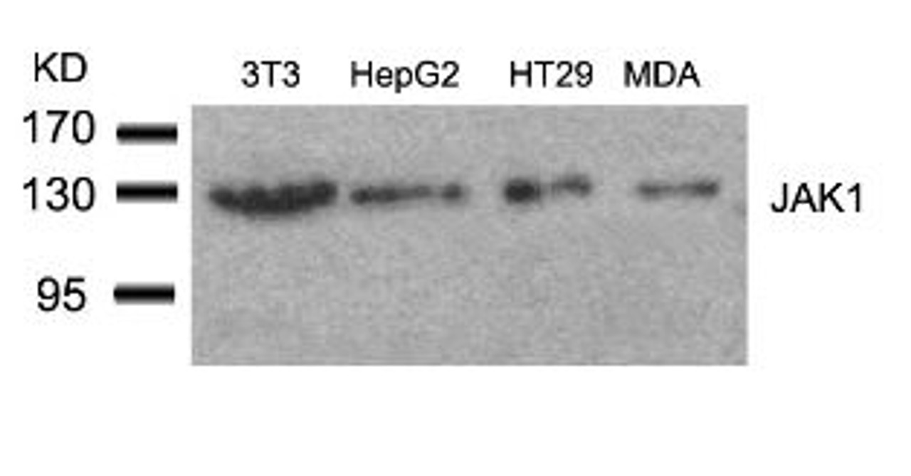 Western blot analysis of lysed extracts from 3T3, HepG2, HT29 and MDA cells using JAK1 (Ab-1022) .