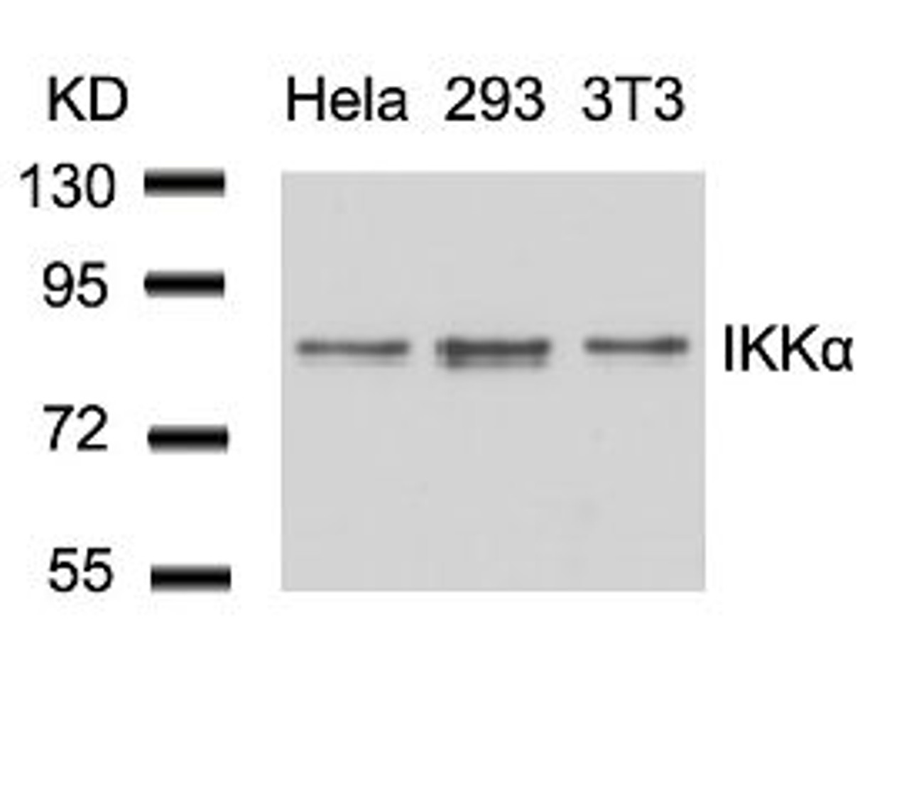 Western blot analysis of lysed extracts from HeLa, 293 and 3T3 cells using IKK &#945; (Ab-23) .