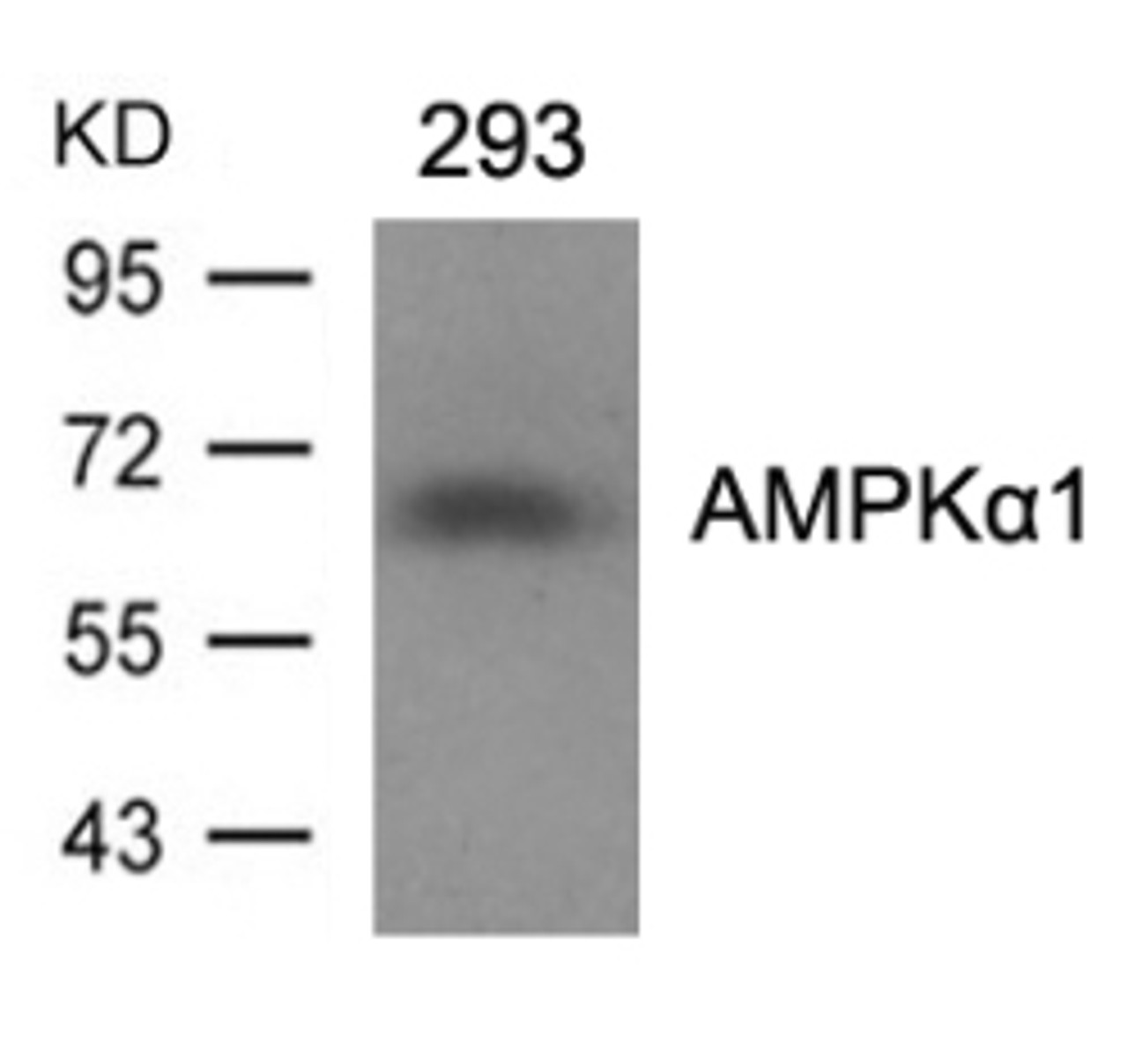 Western blot analysis of lysed extracts from 293 cells using AMPK&#945;1 (Ab-487) Antibody.