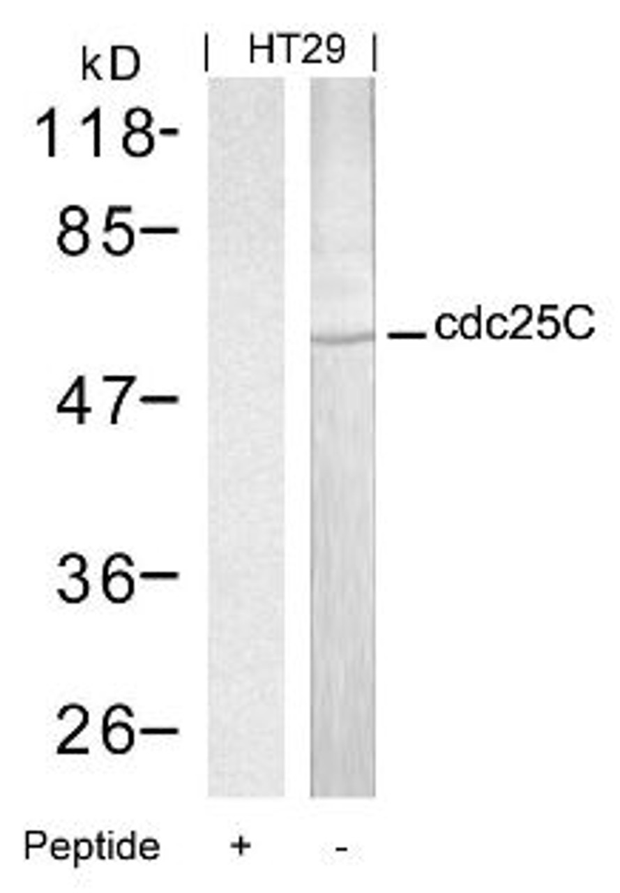 Western blot analysis of lysed extracts from HT29 cells using cdc25C (Ab-216) .