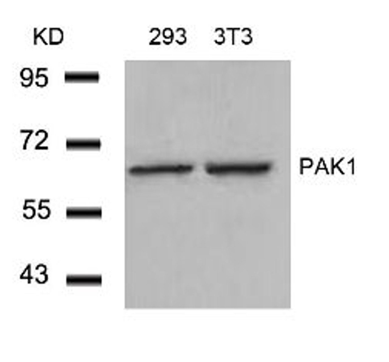 Western blot analysis of lysed extracts from 293 and 3T3 cells using PAK1 (Ab-212) .