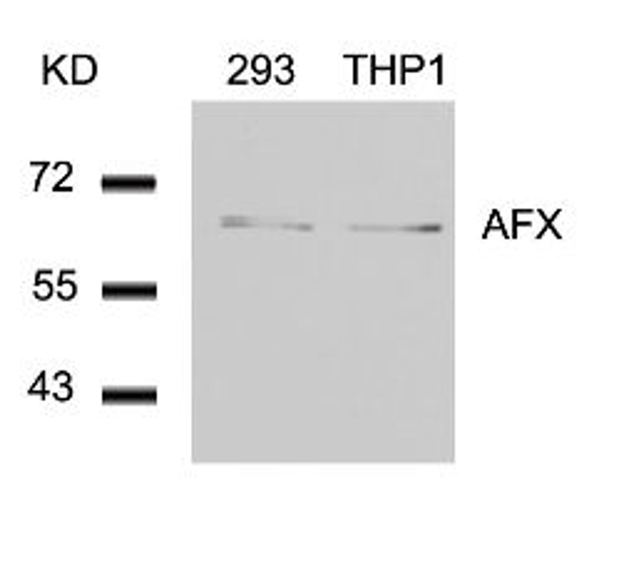 Western blot analysis of lysed extracts from 293 and THP1 cells using AFX (Ab-197) .