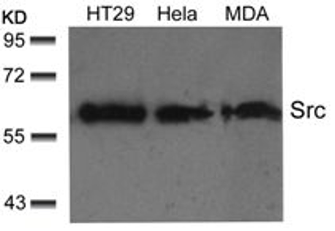 Western blot analysis of lysed extracts from HT29, HeLa and MDA cells using Src (Ab-529) .