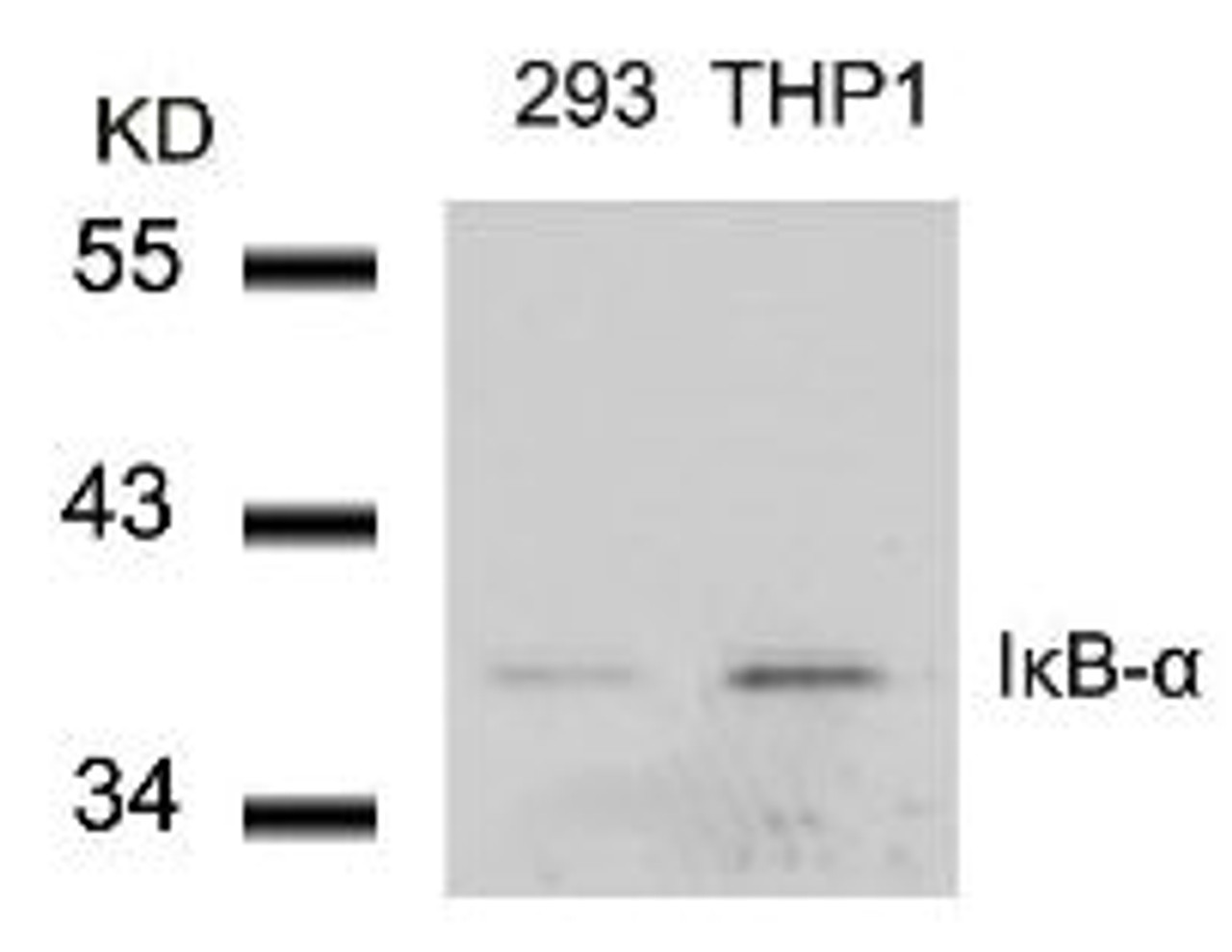 Western blot analysis of lysed extracts from 293 and THP1 cells using I&#954;B-&#945; (Ab-42) .