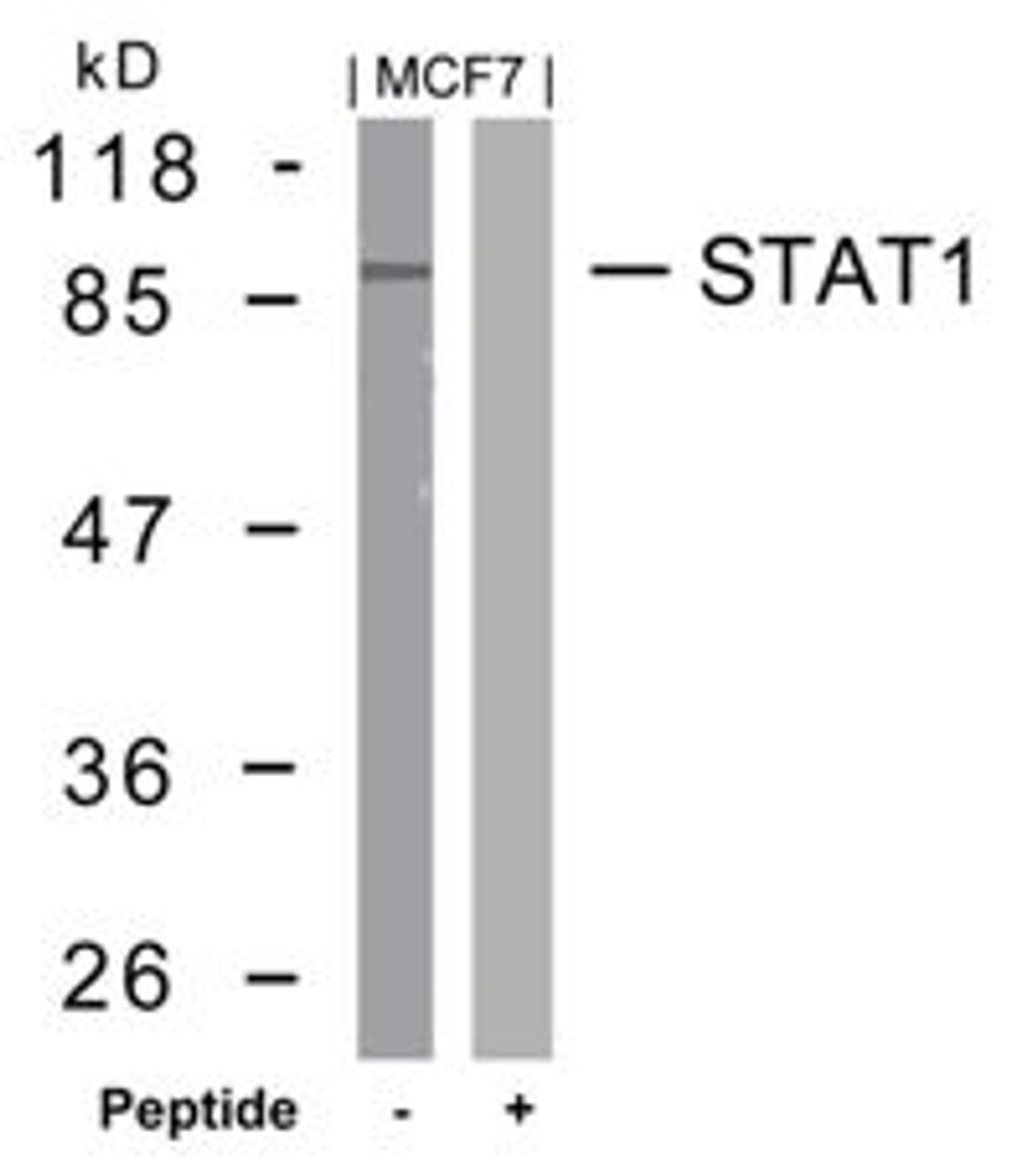 Western blot analysis of lysed extracts from MCF7 cells using STAT1 (Ab-727) .