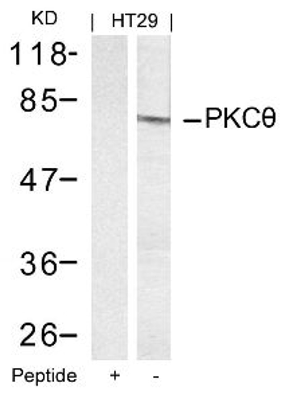 Western blot analysis of lysed extracts from HT29 cells using PKC&#920; (Ab-695) .