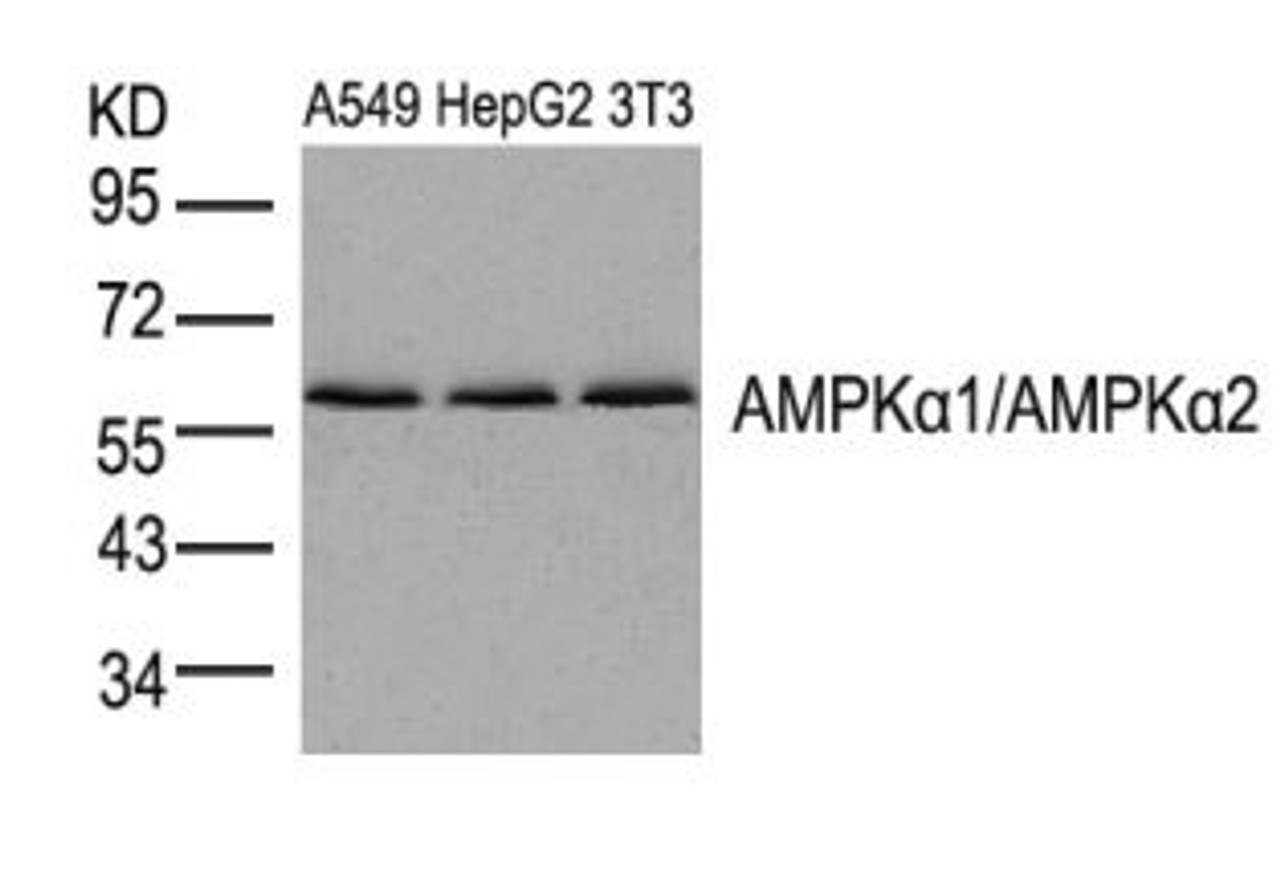 Western blot analysis of lysed extracts from A549, HepG2 and 3T3 cells using AMPK&#945;1/AMPK&#945;2 (Ab-174/172) .