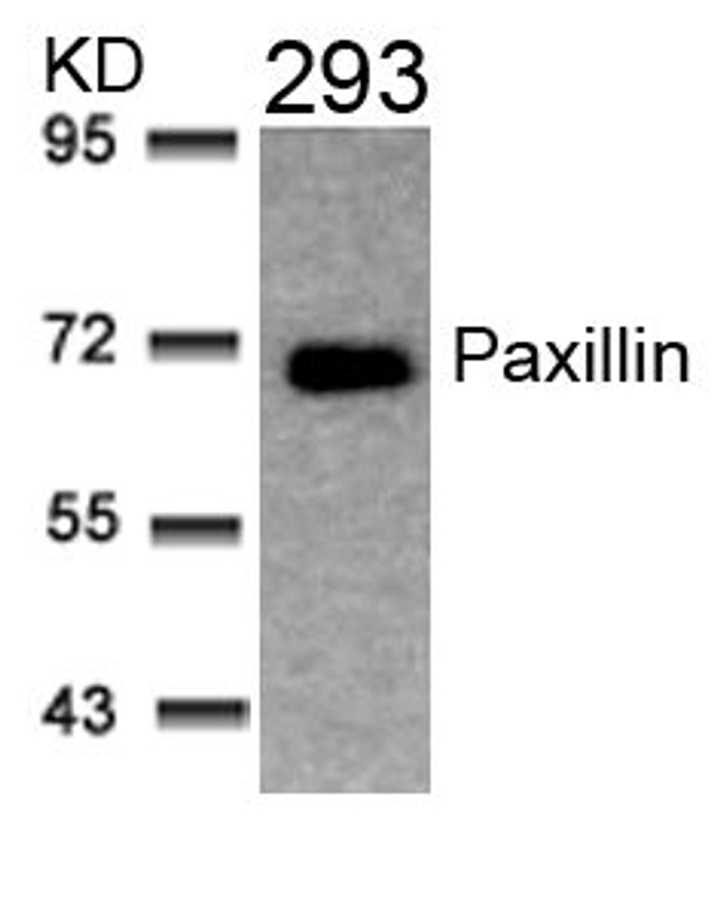 Western blot analysis of lysed extracts from 293 cells using Paxillin (Ab-31) .