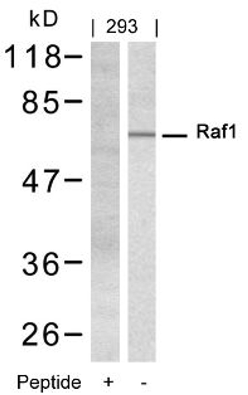 Western blot analysis of lysed extracts from 293 cells using Raf1 (Ab-338) .