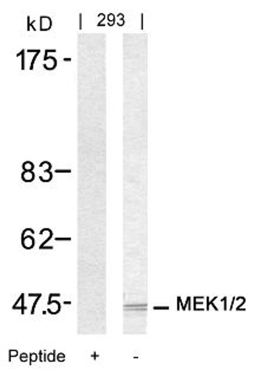 Western blot analysis of lysed extracts from 293 cells using MEK1/MEK2 (Ab-217/221) .