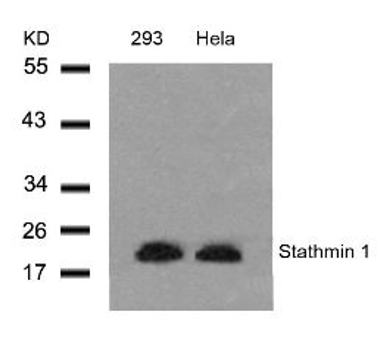 Western blot analysis of lysed extracts from 293 and HeLa cells using Stathmin 1 (Ab-25) .