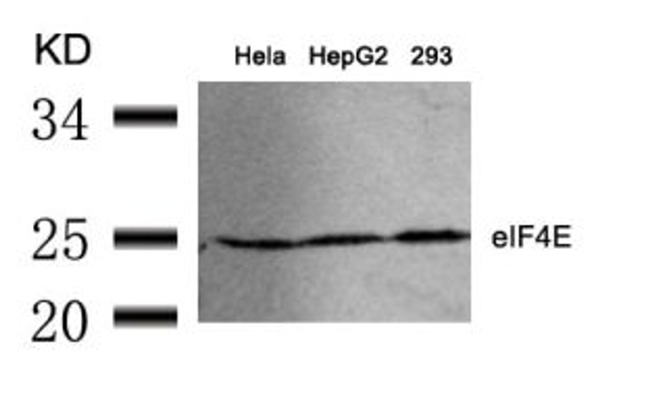 Western blot analysis of lysed extracts from HeLa, HepG2 and 293 cells using eIF4E (Ab-209) .