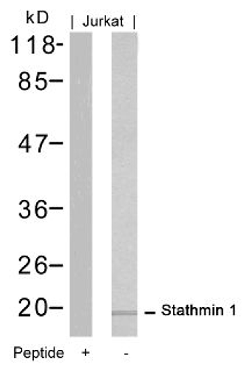 Western blot analysis of lysed extracts from Jurkat cells using Stathmin 1 (Ab-16) .