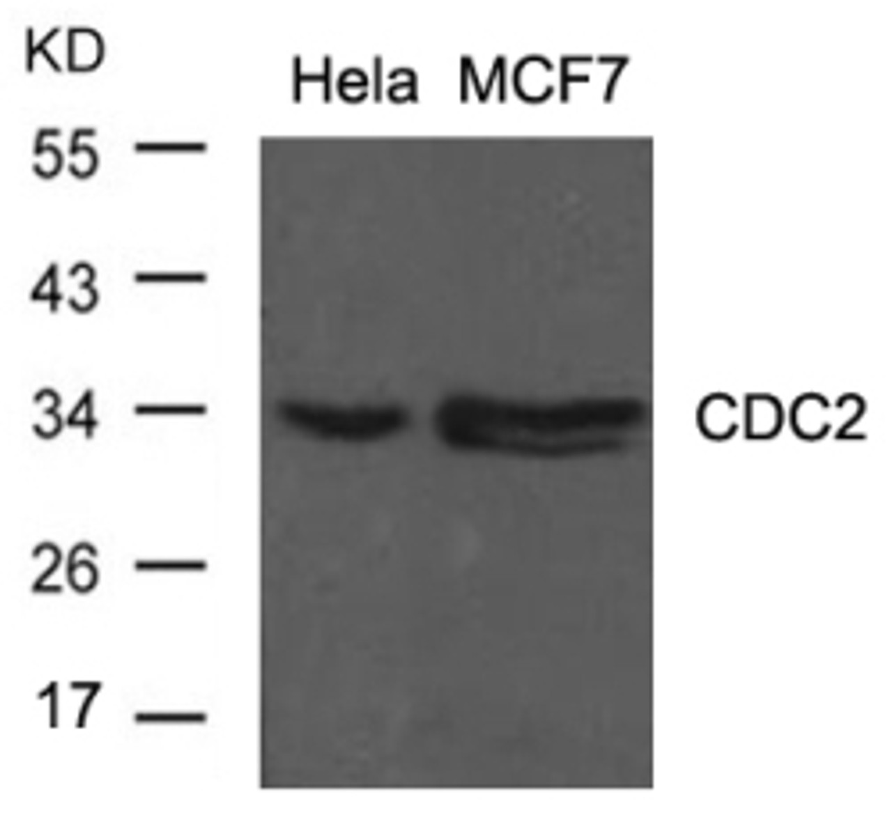 Western blot analysis of lysed extracts from HeLa and MCF cells using CDC2 (Ab-15) .