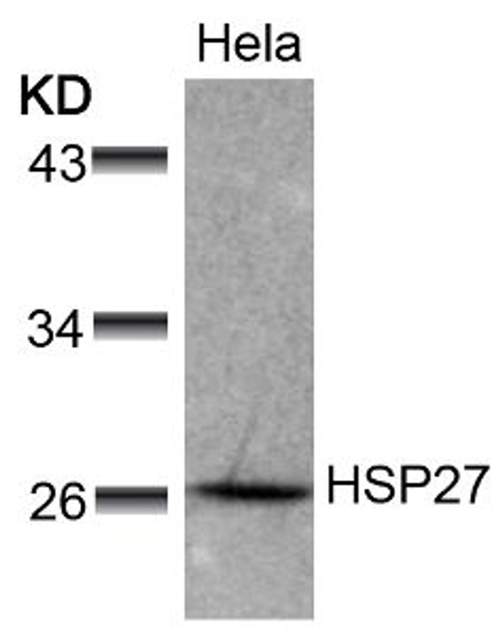 Western blot analysis of lysed extracts from HeLa cells using HSP27 (Ab-78) .