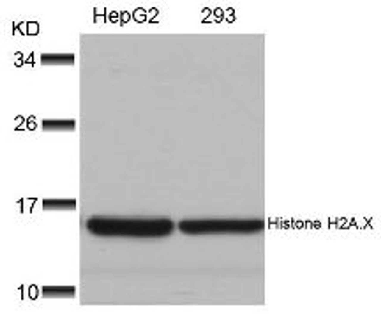 Western blot analysis of lysed extracts from HepG2 and 293 cells using Histone H2A.X (Ab-139) .